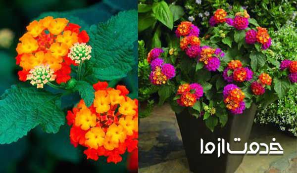 لانتانا یا شاه پسند-گیاهان آپارتمانی مقاوم به گرما